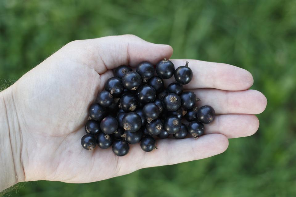 currant-957698_960_720